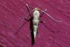Phyllonorycter trifasciella